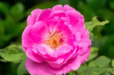 Svelare i segreti della Rosa Damascena: genetica e fragranza floreale