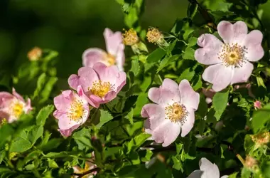 Valorizzazione della Rosa Canina: Nuovi Orizzonti per Cosmetici e Nutraceutici