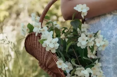 L'Eleganza Duratura dei Profumi ai Fiori Bianchi: Un'Alternativa Raffinata alle Tendenze Attuali