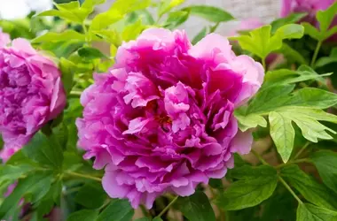 Gli Estratti di Peonia Selvatica: Un Nuovo Alleato Cosmetico Contro il Fotoinvecchiamento Cutaneo