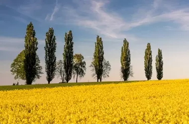 Olio di Colza: Sfatare Miti e Scoprire la Verità Nutrizionale