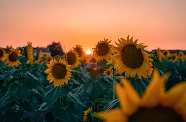 I Molteplici Benefici dei Semi di Girasole: Un Tesoro Nutrizionale per la Tua Salute