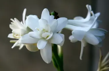 Il Potenziale Anti-Melanogenico dell'Estratto di Polianthes Tuberosa: Una Nuova Frontiera nella Cosmesi Naturale