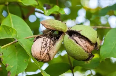 Ricerca Approfondita sull'Olio di Noci per Usi Cosmetici