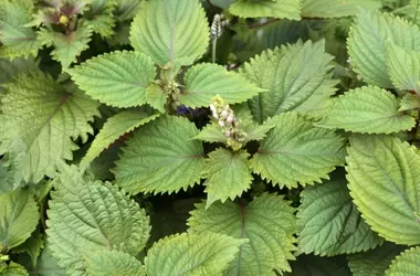 Creme solari reef-safe: l'estratto di Perilla frutescens rivoluziona la fotoprotezione