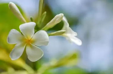 Le Fragranze al Frangipane: Un'Essenza Tropicale che Incanta l'Estate