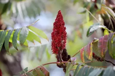 Il Sumac: Un Tesoro Culinario Ricco di Benefici