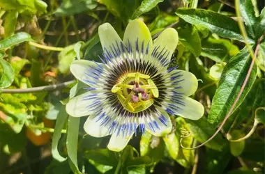 Potenziale Inesplorato: Polisaccaride da Frutto della Passione Fermentato Protegge la Pelle dai Raggi UVB