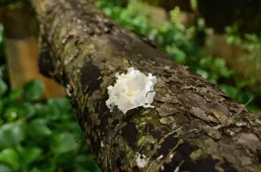 Potenziali Applicazioni dei Composti Bioattivi Fungini nel Settore Cosmetico