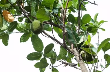 Artochalcone: Un Promettente Inibitore della Tirosinasi dai Fiori dell'Albero del Pane