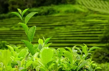 Rivoluzione Cosmetica: Il Potenziale dei Polifenoli da Tè Matcha e Yerba Mate