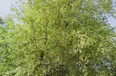 Potenziale Fotoprotettivo degli Estratti di Salix × fragilis nelle Formulazioni Cosmetiche