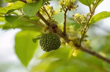 Potenziale cosmetico degli estratti di corteccia di Guazuma ulmifolia e Cedrela fissilis