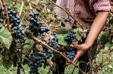 “Vinelli Ribelli”: Una Giornata di Degustazioni, Confronti e Intrattenimento a Bologna