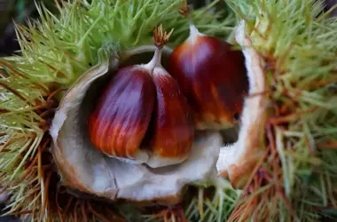 La castagna: protagonista in cosmesi, profumeria e cucina per l'autunno